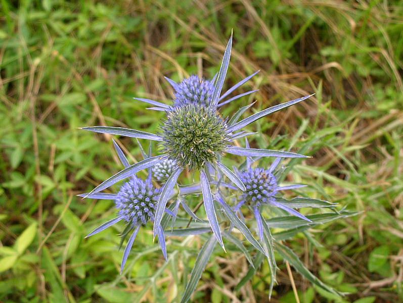 Eryngium amethystinum / Calcatreppola ametistina
